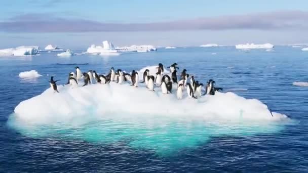 Antarktika Güney Kutbu Buz Dağındaki Güzel Penguenler Hava Manzarası Antarktika — Stok video