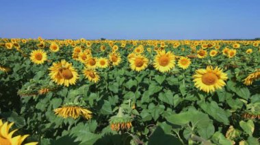 Field Of Blooming Sunflowers, Beautiful Landscape, Field, Nature