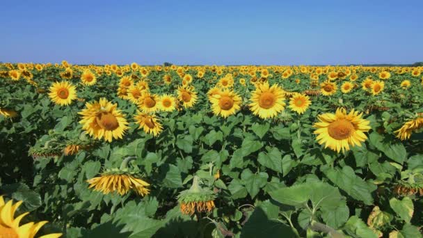 Field Blooming Sunflowers Beautiful Landscape Field Nature — Vídeo de Stock