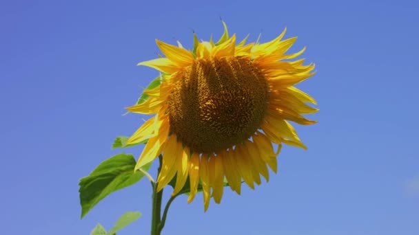 Blooming Sunflower Beautiful Landscape Clear Sky Nature — Vídeo de Stock