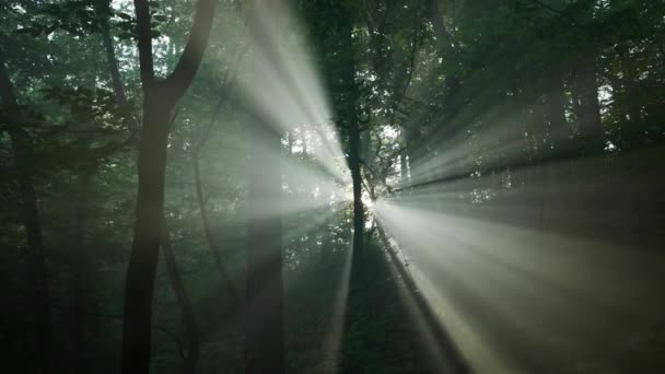 Утренние Лучи Солнца Прорываются Сквозь Туманный Лес — стоковое видео