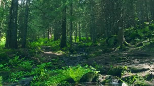 Лесной Ручей Солнечная Погода Природа Ландшафт — стоковое видео