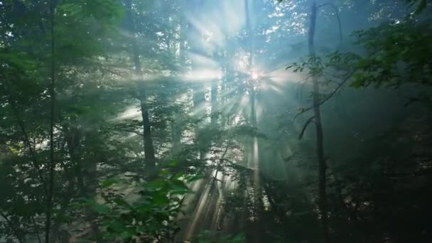 Rays Sun Break Dense Misty Forest — стоковое видео