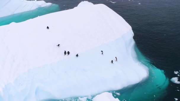 Antártida Hermosos Pingüinos Iceberg Polo Sur Vistas Los Drones Océano — Vídeos de Stock