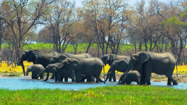 Beautiful Herd Elephants Savanna Wild Animal Wild Nature Africa Wildlife — Stock video