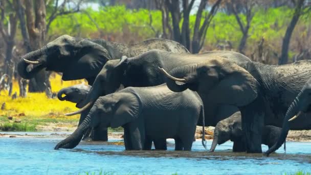 Herd Elephants Wild Savanna Wild Animal Wildlife Wild Nature Africa — Stock videók