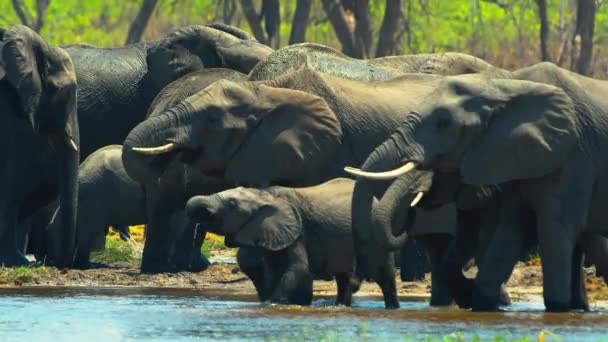Herd Elephants Drink Water River Africa Savanna Wildlife Wild Animal — Wideo stockowe