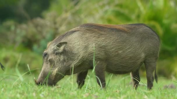 Warthog Beautiful African Wild Boar Africa Wild Animal Wild Nature — Wideo stockowe