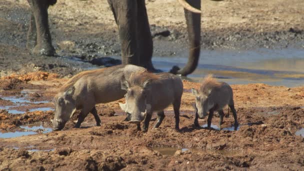 Warthogs Beautiful Family African Wild Boars Africa Wild Nature Wild — Stock Video