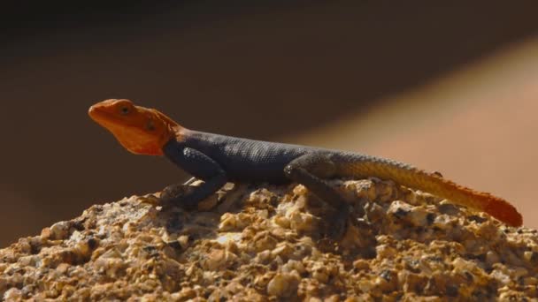 African Rainbow Lizard Agama Agama Africa Wild Animal Wild Nature — стоковое видео