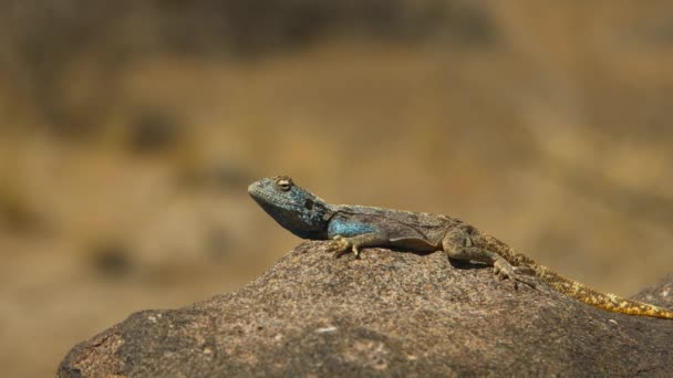 African Rainbow Lizard Agama Agama Africa Wildlife Wild Animal Wild — ストック動画