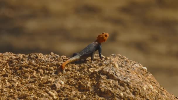 African Rainbow Lizard Agama Agama Africa Wild Nature Wild Animal — стоковое видео