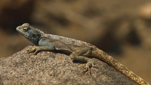 African Rainbow Lizard Agama Agama Africa Wildlife Wild Nature Wild — ストック動画