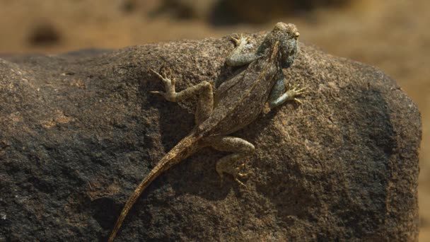 African Rainbow Lizard Agama Agama Wild Animal Africa Wildlife Wild — ストック動画