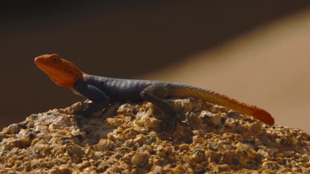 African Rainbow Lizard Agama Agama Wild Animal Africa Wild Nature — ストック動画