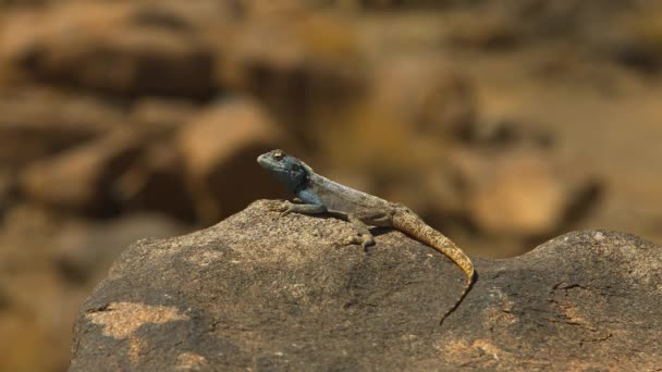 African Rainbow Lizard Agama Agama Africa Wild Nature Wildlife Wild — Vídeos de Stock