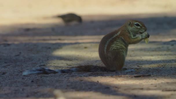 Beautiful Ground Squirrel Africa Wild Animal Wild Nature Wildlife — стоковое видео