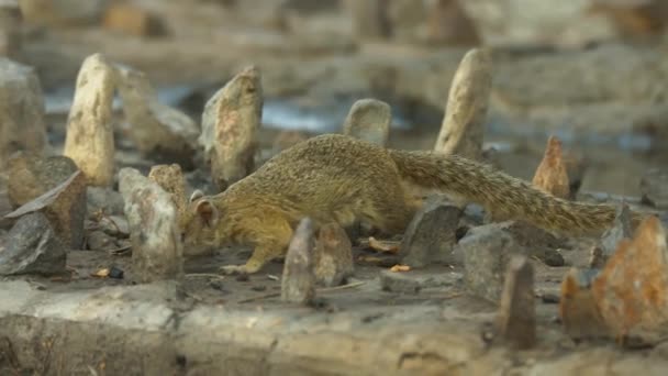 Beautiful Ground Squirrel Wild Animal Wild Nature Wildlife Africa — стокове відео