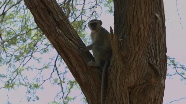 Vervet Monkey Wild Africa Wild Animal Wildlife Wild Nature — стоковое видео