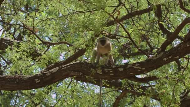 Vervet Monkey Wild Africa Wildlife Wild Nature Wild Animal — стоковое видео