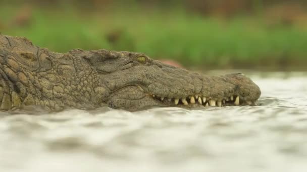 Nile Crocodile Wild Africa Wild Animal Wild Nature Wildlife — стоковое видео