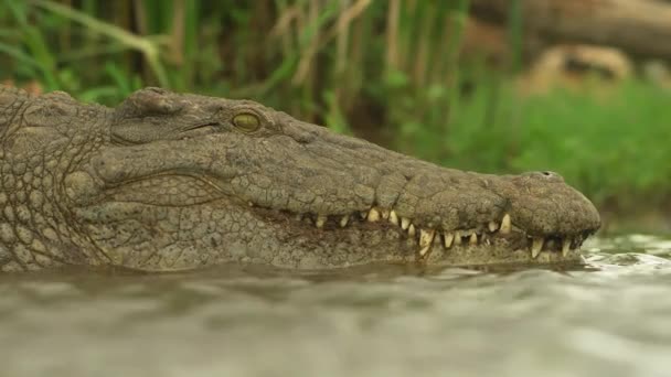 Nile Crocodile Swimming River Africa Wild Nature Wildlife Wild Animal — стоковое видео
