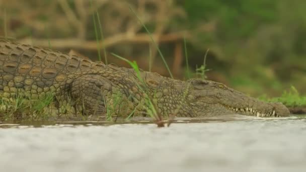 Nile Crocodile Wild Africa Wildlife Wild Animal Wild Nature — Vídeos de Stock