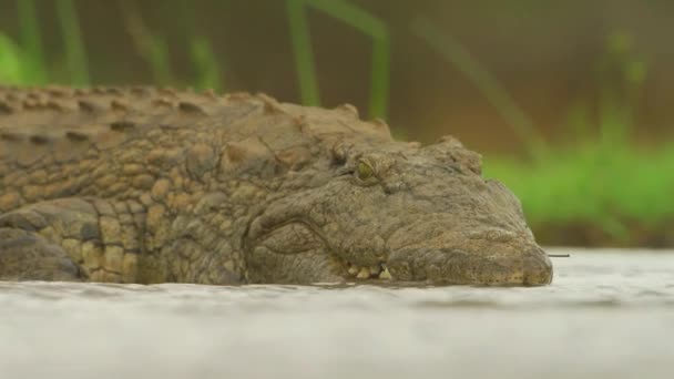 Nile Crocodile Wild Wild Nature Africa Wild Animal Wildlife — стоковое видео