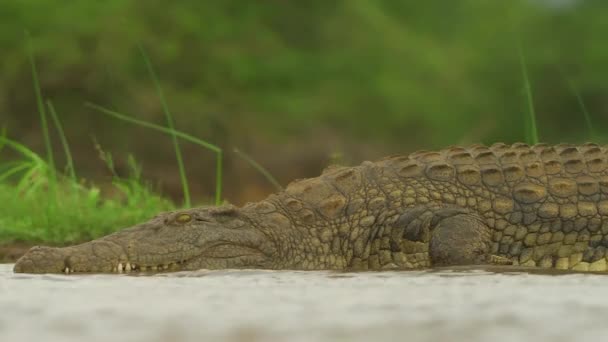 Nile Crocodile Wild Africa Wild Animal Wildlife Wild Nature — Vídeos de Stock