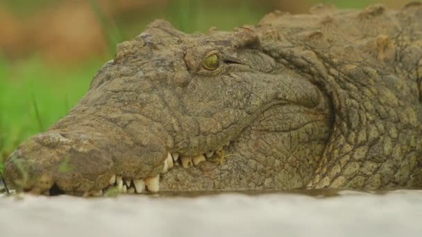 Nile Crocodile Swimming River Wild Nature Wildlife Africa Wild Animal — ストック動画