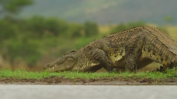Nile Crocodile Wild Wild Animal Wild Nature Africa Wildlife — стоковое видео