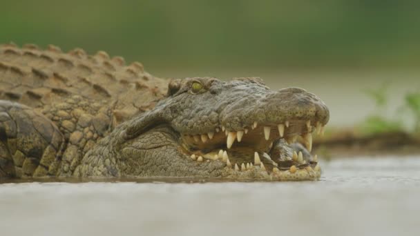 Nile Crocodile Wild Wild Animal Africa Wildlife Wild Nature — Vídeos de Stock