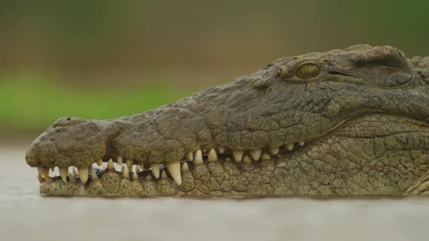 Nile Crocodile Swimming River Wild Animal Wildlife Wild Nature Africa — стокове відео
