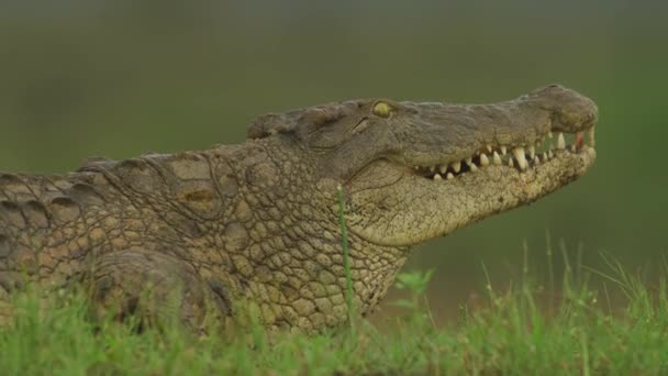 Nile Crocodile Wild Wild Animal Wildlife Africa Wild Nature — Vídeos de Stock