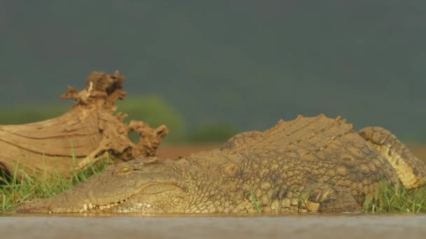 Nile Crocodile Wild Wildlife Wild Animal Wild Nature Africa — Stock Video