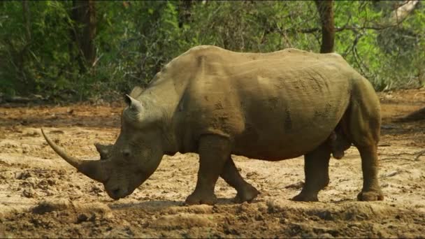 Rhino Wild Rhinoceros Savanna Wild Animal Wild Nature Wildlife Africa — Wideo stockowe