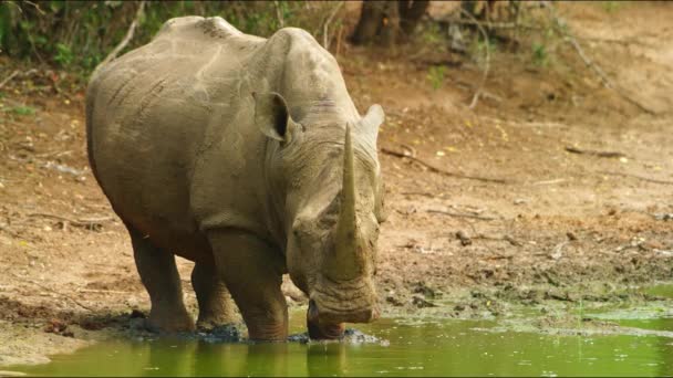 Rhino Standing Pond Rhinoceros Savanna Wild Animal Wild Nature Wildlife — 비디오