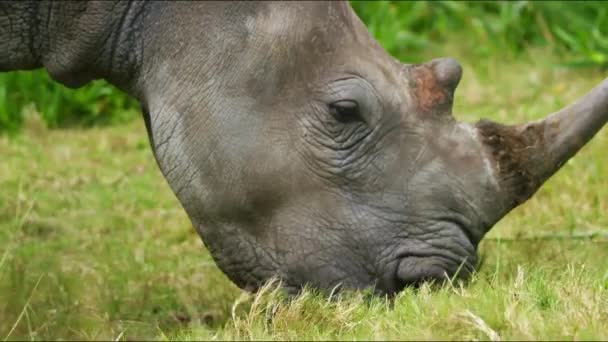 Rhino Grazes Meadow Rhinoceros Africa Wild Animal Wild Nature Savanna — Vídeo de Stock