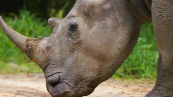 Rhino Grazes Meadow Rhinoceros Africa Wild Animal Wildlife Wild Nature — Vídeo de Stock