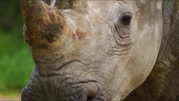 Beautiful Rhino Wild Rhinoceros Africa Savanna Wild Nature Wildlife Wild — Stockvideo