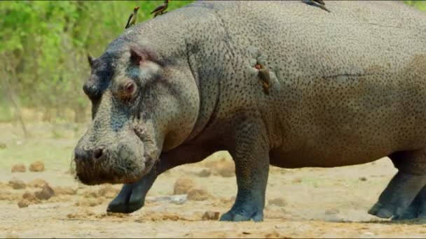 Hippo Wild Hippopotamus Africa Savanna Wild Nature Wild Animal Wildlife — Video