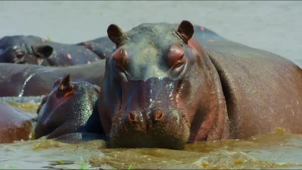 Beautiful Herd Hippos Resting Pond Wild Nature Africa Wild Animal — ストック動画
