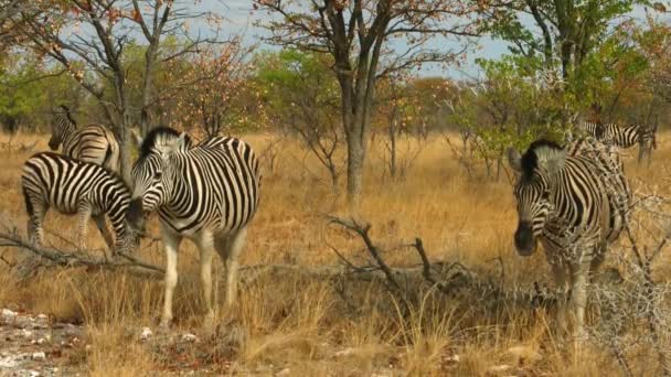 Beautiful Family Zebras Africa Savanna Wild Animal Wild Nature Wildlife — 图库视频影像