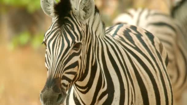 Zebra Wild Nature Africa Savanna Wild Animal Wildlife — Stok video
