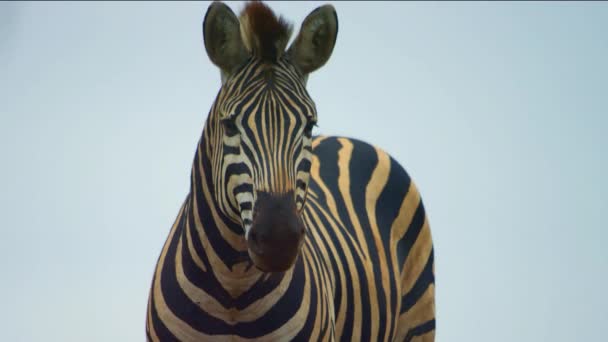 Beautiful Zebra Wild Africa Savanna Wild Animal Wildlife Wild Nature — Stock Video