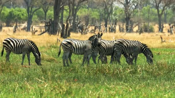 Beautiful Herd Zebras Africa Savanna Wild Animal Wild Nature Wildlife — Stockvideo