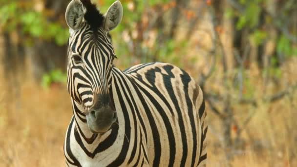 Zebra Wild Nature Africa Savanna Wildlife Wild Animal — Stock video