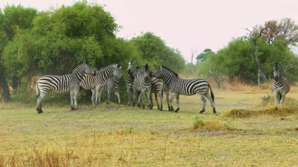 Herd Zebras Wild Nature Africa Savanna Wild Animal Wildlife — Vídeo de Stock