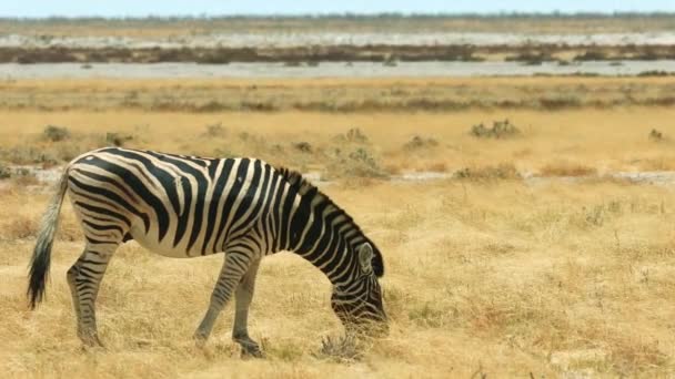 Beautiful Zebra Grazes Meadow Africa Savanna Wild Animal Wild Nature — ストック動画
