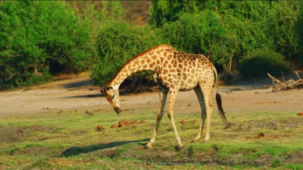 Beautiful Giraffe Wild Africa Savanna Wild Animal Wild Nature Wildlife — Vídeos de Stock